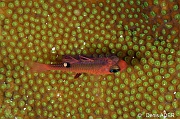 Apogon lachneri apogon a etoile blanche-Bonaire Buddy Reef-11m-20180222nuit-Denis-ADER-DSC_7615_tn